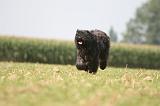 BOUVIER DES FLANDRES 379